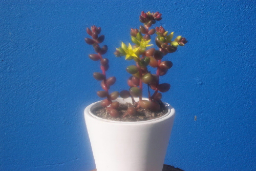 sedum stahlii